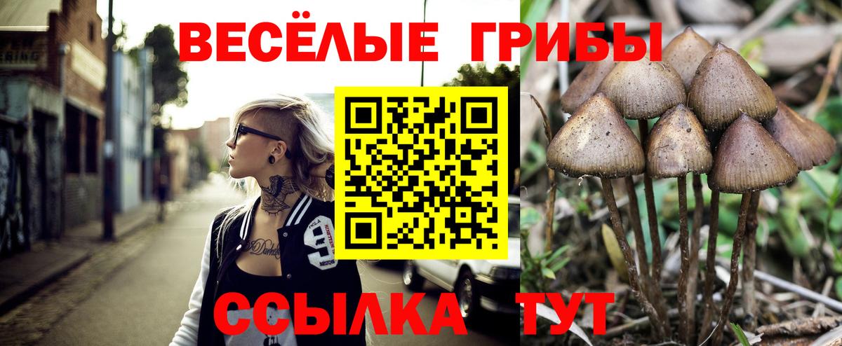 Псилоцибиновые грибы прущие грибы  Вход с VPN  Канаш  Псилоцибиновые грибы мицелий 